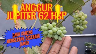2 April 2026,anggur jupiter hsp 62 ,dan burung kutilang. 