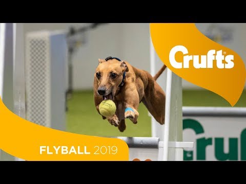 Flyball - Team Final | Crufts 2019