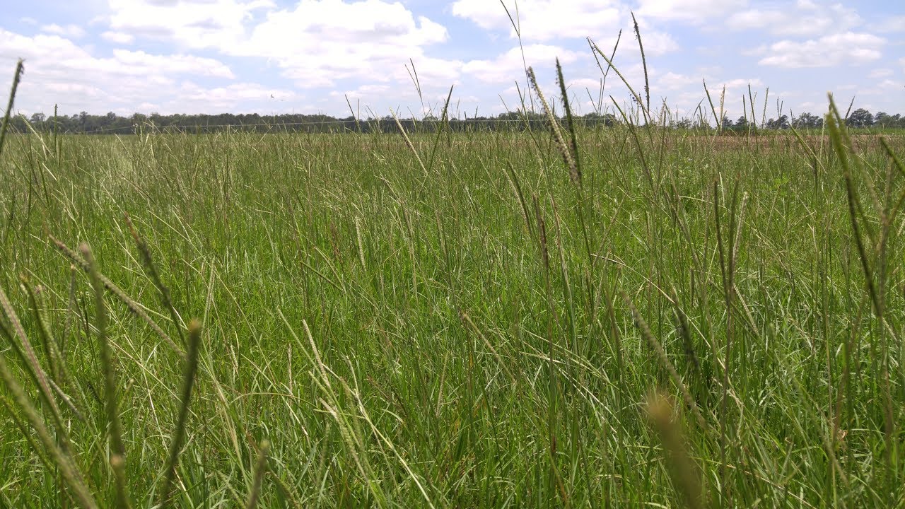 Transforming Exceptionally Poor Soil