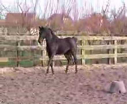 Al Naziere (arabian stallion) @ www.makarim.be 2007.04.08.01