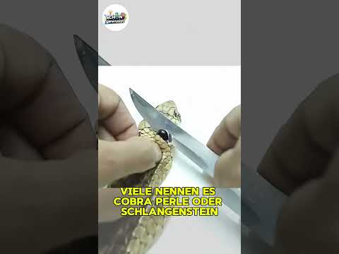 Die Wahrheit über die geheimnisvolle Kobraperle #kobra #schlangen #mythos