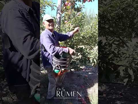 Cosecha De Manzana 🍎 #fruticultura #chichinales #rionegro #patagonia #argentina