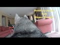 GoPro Camera On My Outdoor Husky Left Home Alone