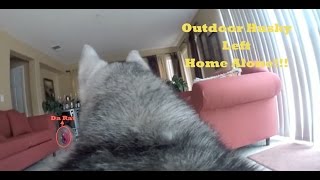 GoPro Camera On My Outdoor Husky Left Home Alone!!