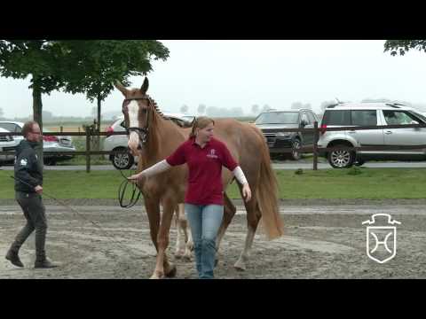 HEI073 Hengstfohlen von Amber - Cardino - Caretino