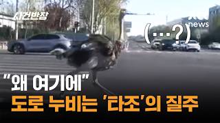 왜 여기에 도로 누비는 '타조'의 질주 #글로벌픽 / JTBC 사건반장