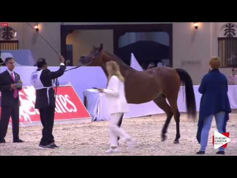 N.180 RAWAF - Dubai 2016 - Colts 2 years old (Class 10)