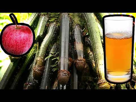 YouTube video about: Can apple juice grow your pp?