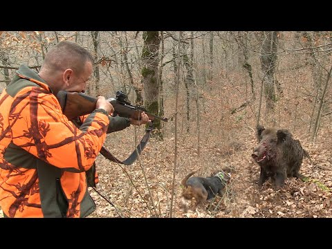 Hunting Serbia-Wild boar hunting | Lov divlje svinje planina Besna Kobila Vranje|Caccia ai cinghiali
