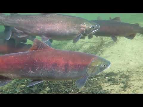 Alaska Salmon Country -Coho, Sockeye, Pink, and Chum.