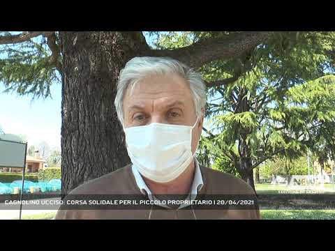 KILLED DOG: SOLIDARITY RUN FOR THE SMALL OWNER | April 20, 2021