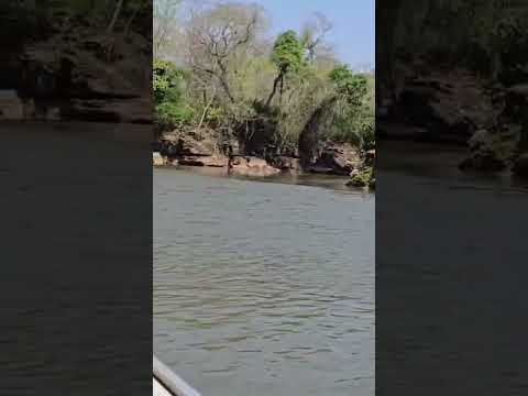 Andando de barco no Rio Miranda 🌊 | #shorts #pescaria