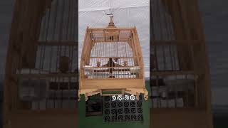 Download lagu WAMBI MINI /TIEUMI GACOR ISIAN BANYAK.COCOK BUAT MASTERAN mp3 Download lagu WAMBI MINI /TIEUMI GACOR ISIAN BANYAK.COCOK BUAT MASTERAN mp3