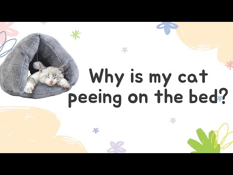 Why is my cat peeing on the bed - Car Behavior Signs