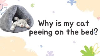 Why is my cat peeing on the bed - Car Behavior Signs