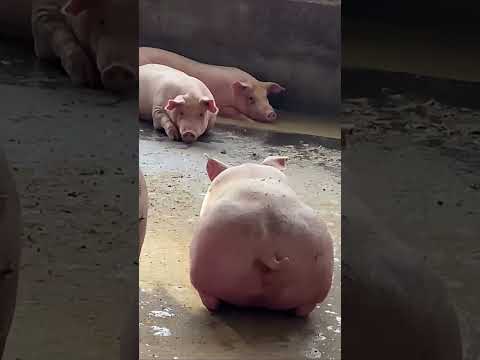 Cochons rigolos | animaux étonnants |