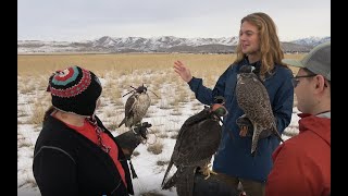 Falconry: How to find a sponsor