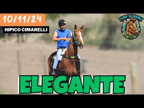 ELEGANTE - 22 Corto (C2 - 10/11/24) Hipico Cimarelli