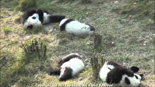 preview picture of video 'Panda babies sleeping : 'time lapse' パンダ　大熊猫 成都 パンダ'