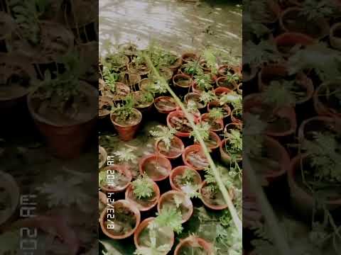 beautiful nursery plants ☘️😍/#gardening with Munira ☺️☘️💚