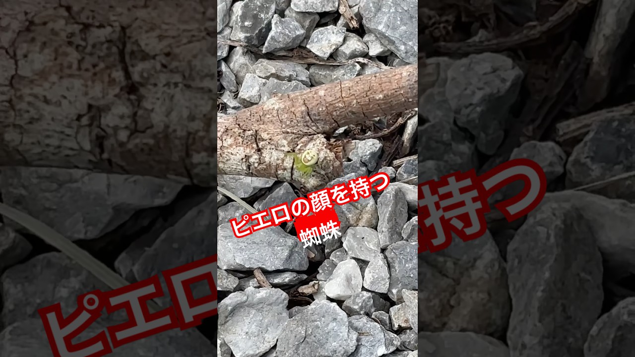 ピエロの顔を持つ蜘蛛