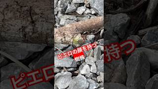 ピエロの顔を持つ蜘蛛