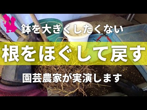 , title : '【イチジク】根をほぐす植え替えを園芸農家が実演します'