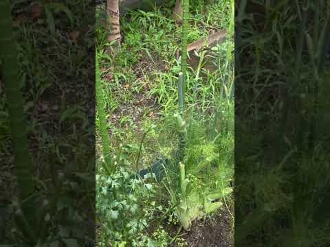 パセリの種まきと植え付け時期