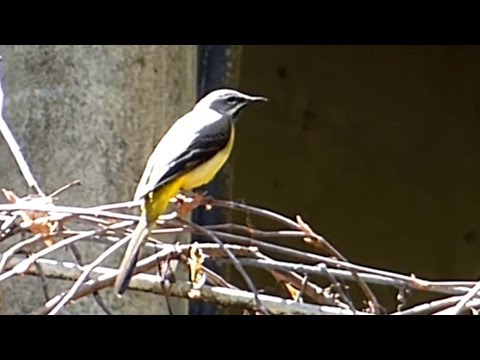 Ptice Hrvatske - Gorska pastirica, mužjak (Motacilla cinerea) (Grey Wagtail, male) (1/1)