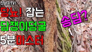 당뇨 잡는 소문난 약초 송담 ~ 소나무 담쟁이덩굴 효능 찾는법 손질 사용법 담금주 산남자 산행 자연 건강 항…