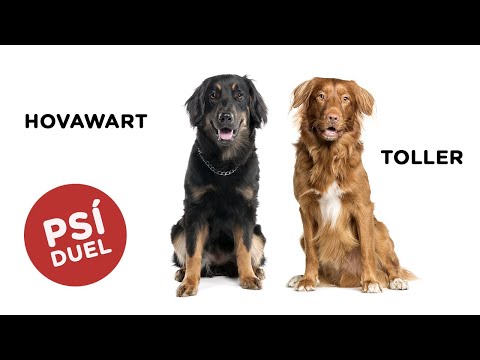 🐶 Je lepší TOLLER? Nebo vyhrál HOVAWART? Mrkněte se...