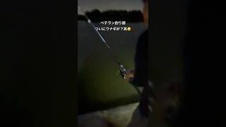 #釣り #フィッシング #海 #ウナギ釣り #釣りガール