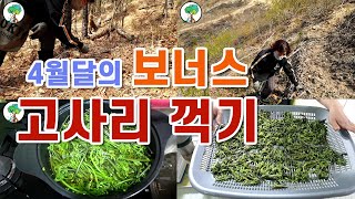 시골에 살면 4월에 받는 보너스 고사리 꺽기