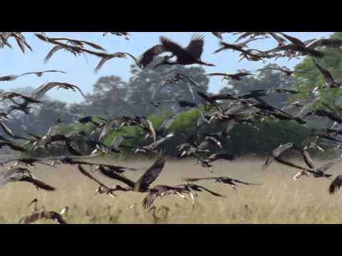 مقطع يبيّن الجمال والتكامل في الكون 