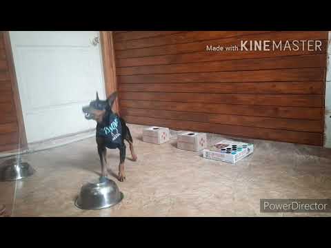 Slavjanka Miroslav,  Nosework