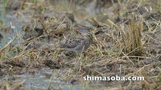 ジャワアカガシラサギ、アカガシラサギ、リュウキュウヨシゴイほか(動画あり)