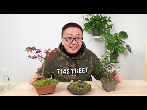 苔蘚 盆栽