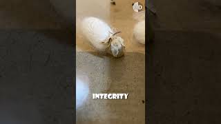 How Silkworms Create the World’s Most Luxurious Fabric?