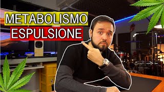 Metabolismo ed espulsione delle droghe dal corpo