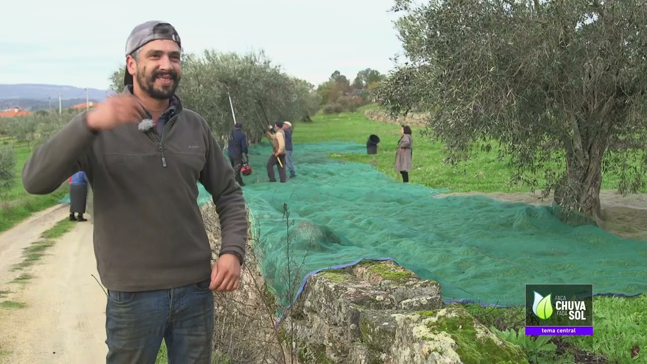 O Olival em Portugal