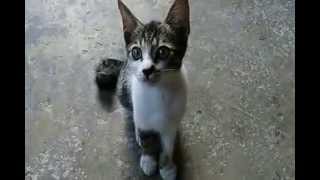 preview picture of video 'KUCING KAMPUNG INDONESIA (CAT)'