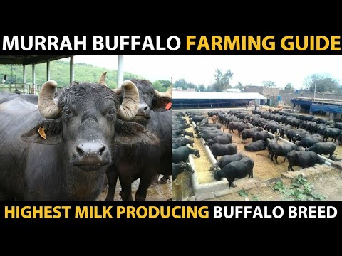 MURRAH BUFFALO - Highest Milk Producing Buffalo Breed | Informations about Murrah Buffalo Farming
