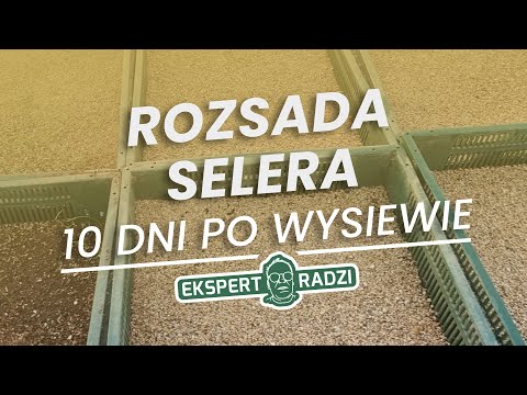 Rozsada selera 10 dni po wysiewie - Piotr Borczyński