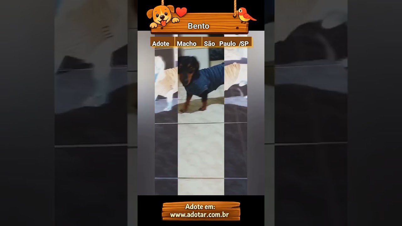 Cachorro raça Basset-Cofap idade 7 a 11 meses nome Bento