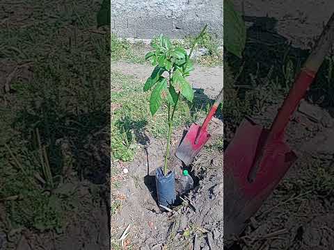 paltas en Pampa Mayo, Tucumán, Argentina.