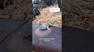 Squirrel vs. Old Tractor PART TWO 🐿️🚜