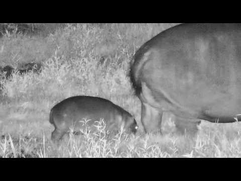 Tiny Baby Hippo joins mom to eat in the tall grass, but got tired. Cuteness overload. 2/11/26