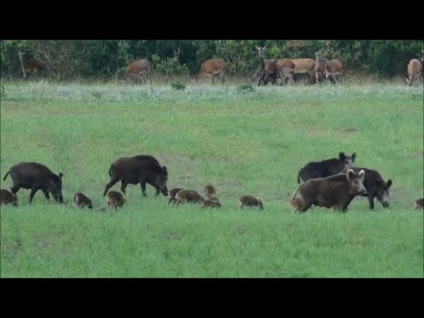 Wildschweine und Rothirsche auf der Sommerweide