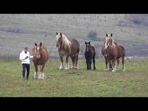 Caii lui Gabi de la Bata, Bistrita Nasaud - 2025 Nou!!!
