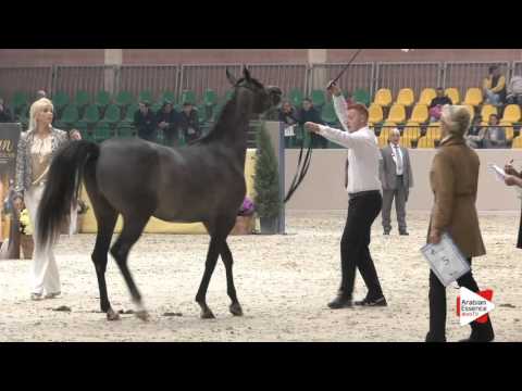 N.19 WHALISSIYA GYO - Milan 2016 - Fillies 2 years old (Class 2)